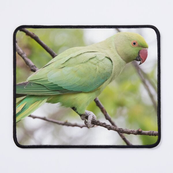 Item preview, Ring Necked Parakeet designed and sold by LaurenTucker.