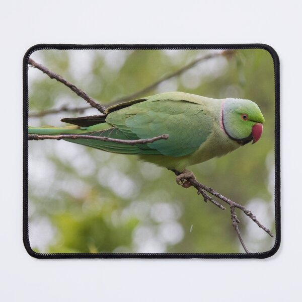 Item preview, Ring Necked Parakeet designed and sold by LaurenTucker.