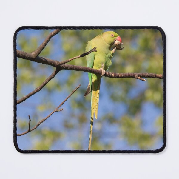 Item preview, Ring Necked Parakeet designed and sold by LaurenTucker.