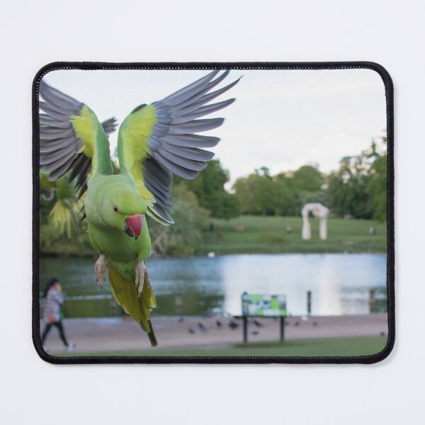 Item preview, Ring Necked Parakeet designed and sold by LaurenTucker.