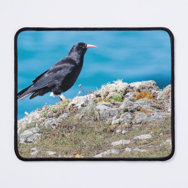 Item preview, Chough designed and sold by LaurenTucker.