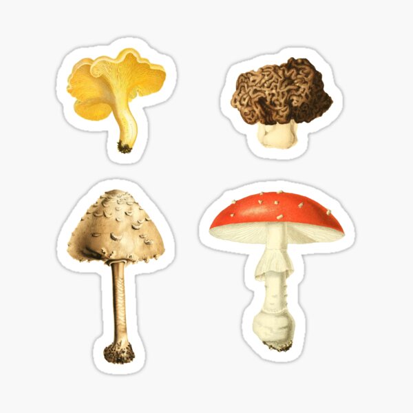 Item preview, Autumn Mushrooms - 4 Vintage Mushroom Illustrations designed and sold by softbluehum.