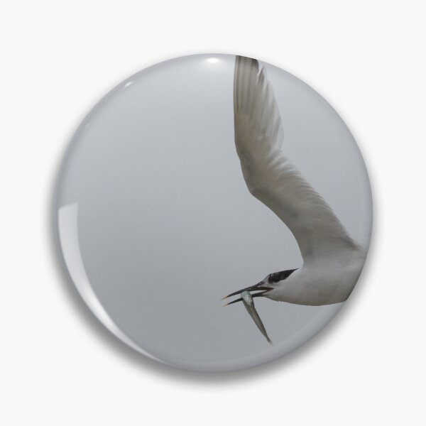 Item preview, Sandwich Tern designed and sold by LaurenTucker.