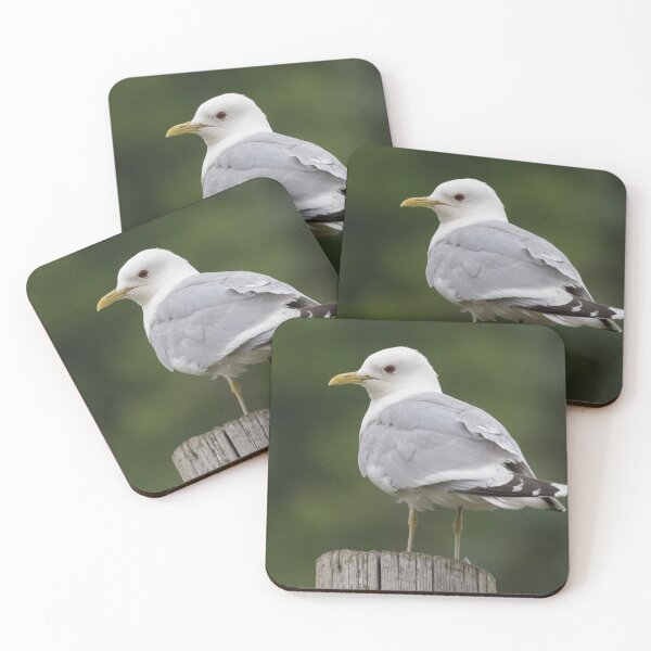 Item preview, Common Gull designed and sold by LaurenTucker.