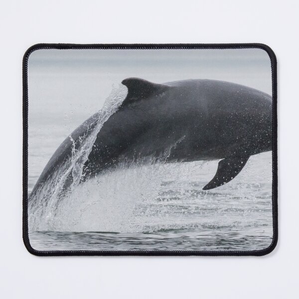 Item preview, Bottlenose Dolphin designed and sold by LaurenTucker.