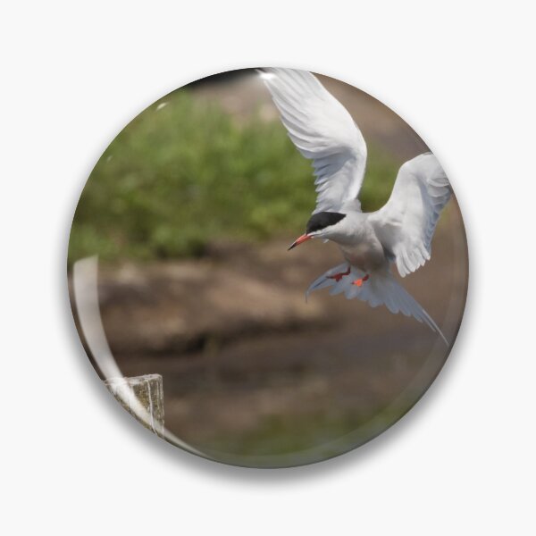 Item preview, Common Tern designed and sold by LaurenTucker.