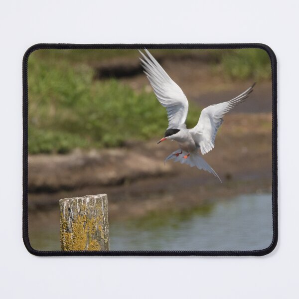 Item preview, Common Tern designed and sold by LaurenTucker.