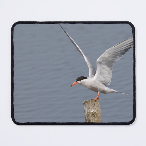 Item preview, Common Tern designed and sold by LaurenTucker.