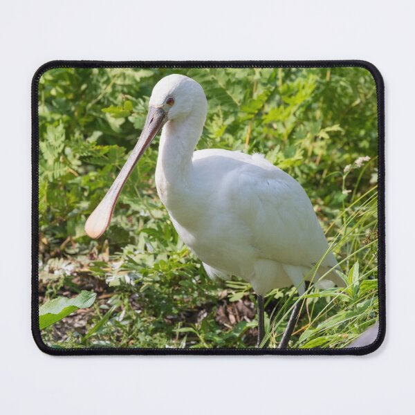 Item preview, Spoonbill designed and sold by LaurenTucker.