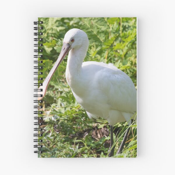 Item preview, Spoonbill designed and sold by LaurenTucker.
