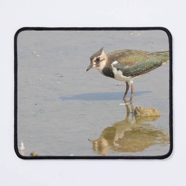 Item preview, Lapwing designed and sold by LaurenTucker.