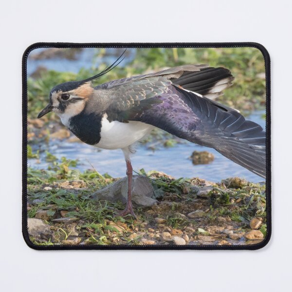 Item preview, Lapwing designed and sold by LaurenTucker.