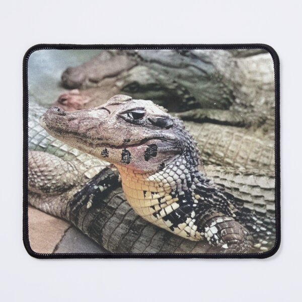 Item preview, Caiman Proud Amazonian Baby Crocodile designed and sold by JerryFrank.