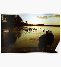 Indy at the frozen pond. Poster