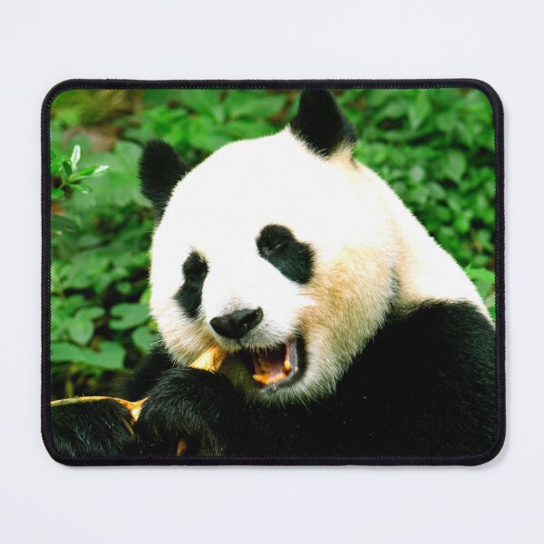 Item preview, panda photo with high resolution quality designed and sold by Allyouneed-2.