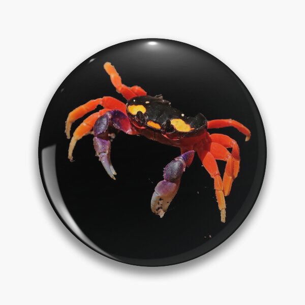 Item preview, Pacific land crab (Gecarcinus quadratus), Parida Island, Panama designed and sold by Englishmistress.