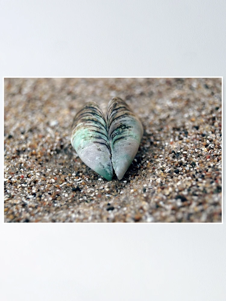 Thumbnail 1 of 3, Poster, Shell. designed and sold by KyGuy.