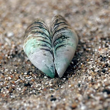 Artwork thumbnail, Shell. by KyGuy