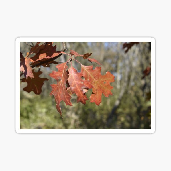 Item preview, Northern Red Oak designed and sold by Kathleen Brant.