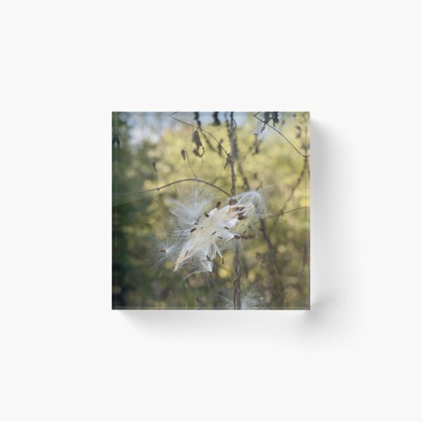 Item preview, Milkweed Bursting designed and sold by Kathleen Brant.