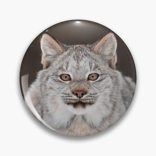 Artikelvorschau, Kanada Luchs Kätzchen entworfen und verkauft von mlorenz.