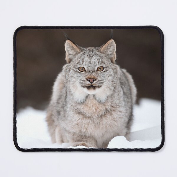 Item preview, Canada Lynx Kitten designed and sold by mlorenz.