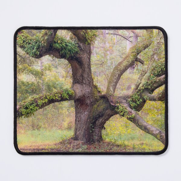 Item preview, Ancient Oak Tree in the Morning Fog designed and sold by Matt Ashley.