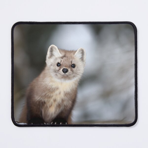 Item preview, American Marten designed and sold by mlorenz.