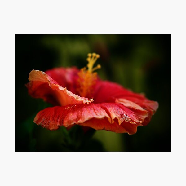 Hibiscus Flower After Rain Tamara Rendell Photographic Print