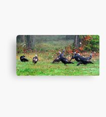 Wild Turkeys Feeding Along The Forest Canvas Print