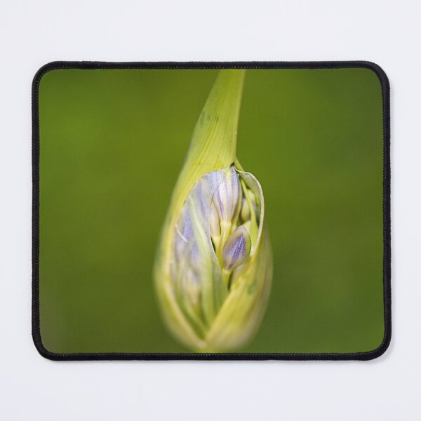 Item preview, Agapanthus Bud With Her Wrapper designed and sold by Joy Watson - Natural Light Photography .