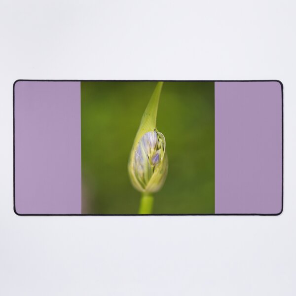 Item preview, Agapanthus Bud With Her Wrapper designed and sold by Joy Watson - Natural Light Photography .