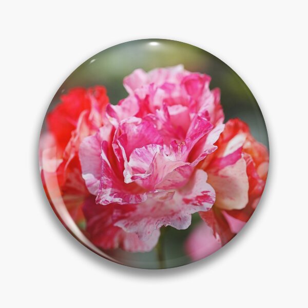 Item preview, Variegated Roses Stage  designed and sold by Joy Watson - Natural Light Photography .
