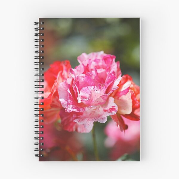 Item preview, Variegated Roses Stage  designed and sold by Joy Watson - Natural Light Photography .