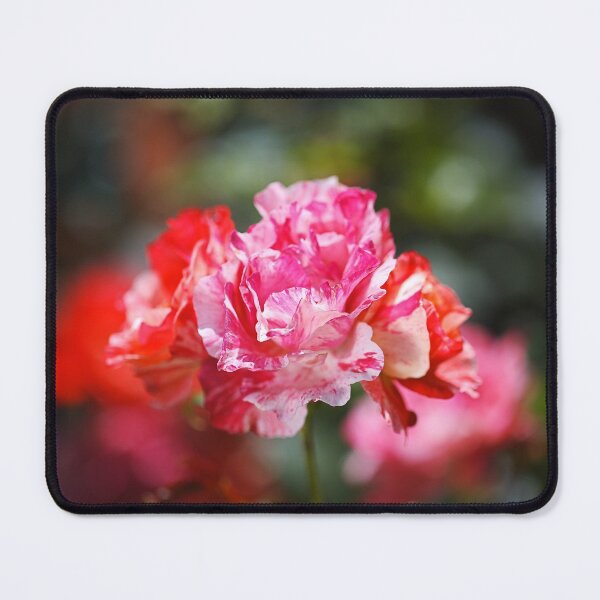 Item preview, Variegated Roses Stage  designed and sold by Joy Watson - Natural Light Photography .