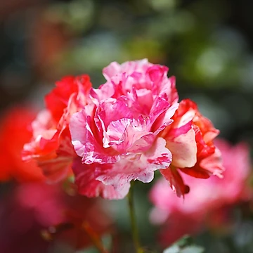 Artwork thumbnail, Variegated Roses Stage by Joy Watson - Natural Light Photography