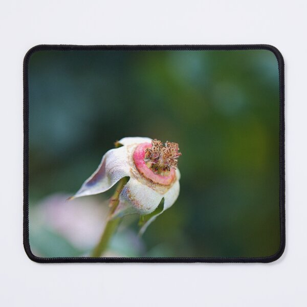 Item preview, Rose Ring Around Its Beauty designed and sold by Joy Watson - Natural Light Photography .
