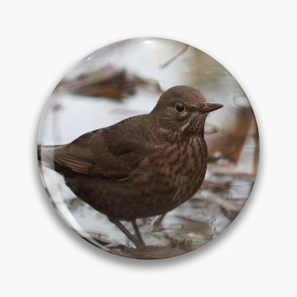 Item preview, Brown as the autmun ground. Eurasian blackbird designed and sold by Jouko Lehto Photography.