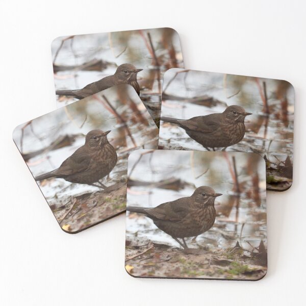 Item preview, Brown as the autmun ground. Eurasian blackbird designed and sold by Jouko Lehto Photography.