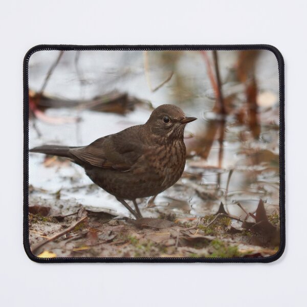 Item preview, Brown as the autmun ground. Eurasian blackbird designed and sold by Jouko Lehto Photography.