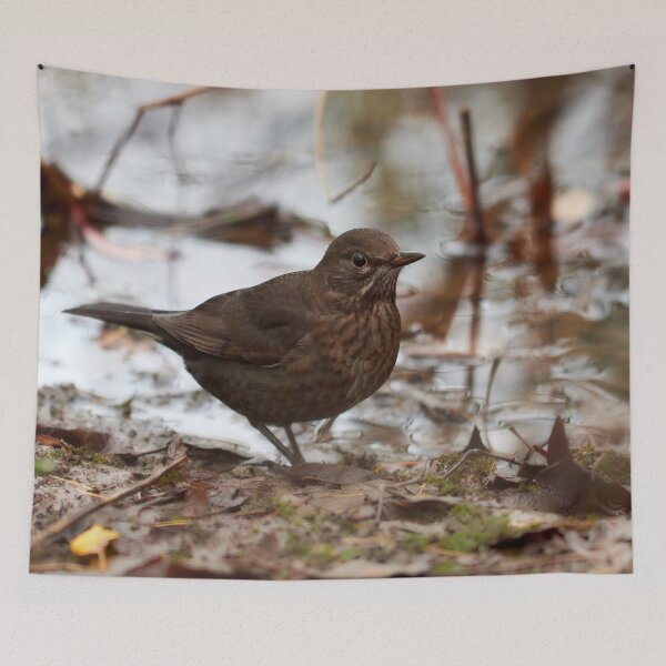Item preview, Brown as the autmun ground. Eurasian blackbird designed and sold by Jouko Lehto Photography.