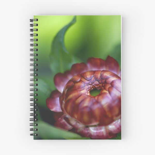 Item preview, Red Everlasting Daisy designed and sold by Cloudlingpics.