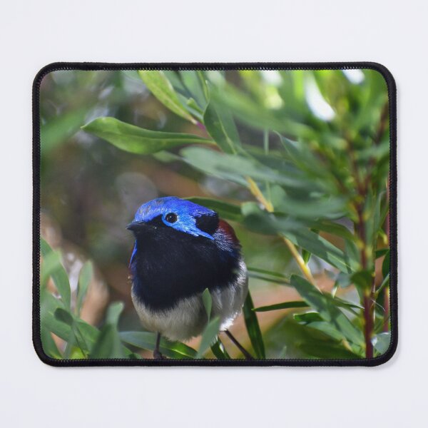 Item preview, Bird's Eye: the Purple-backed Fairy-wren designed and sold by malleekat.