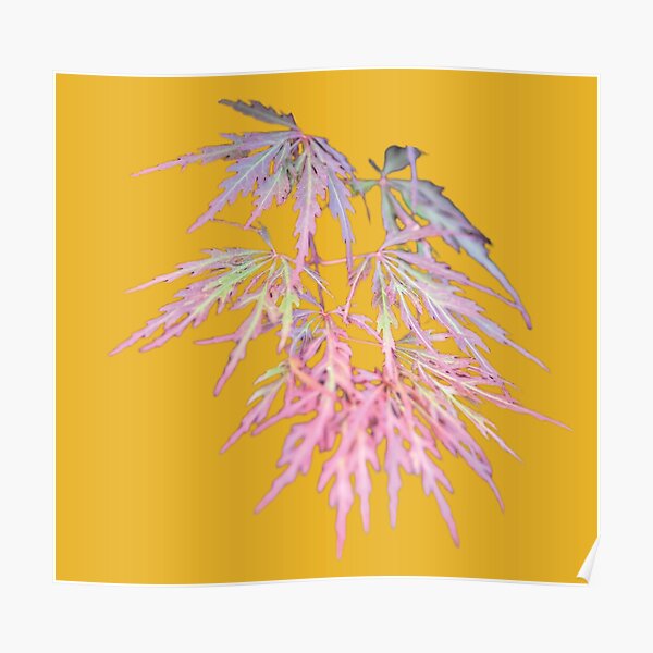 &ldquo;Japanese Maple Gold&rdquo; Poster for Sale by BaDeYaDeYa | Redbubble
