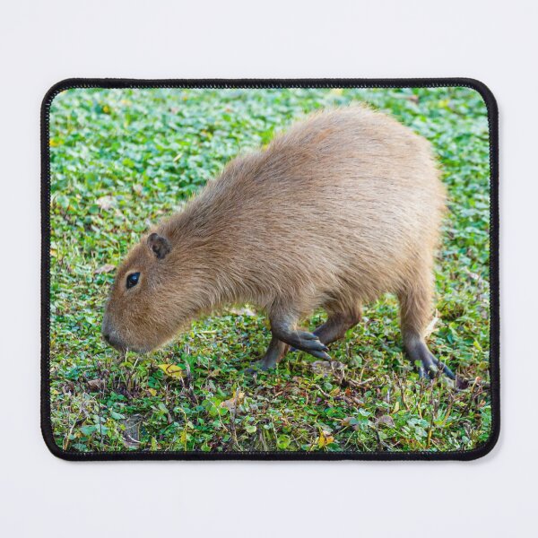 Item preview, Capybara munching the grass designed and sold by Dalyndigital Photography.