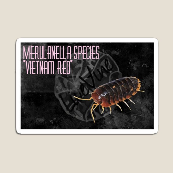 Item preview, Merulanella species "Vietnam Red"  designed and sold by LiveVine.