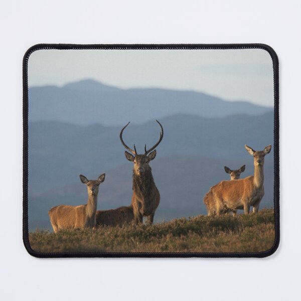 Item preview, Red Deer designed and sold by Macrae images.