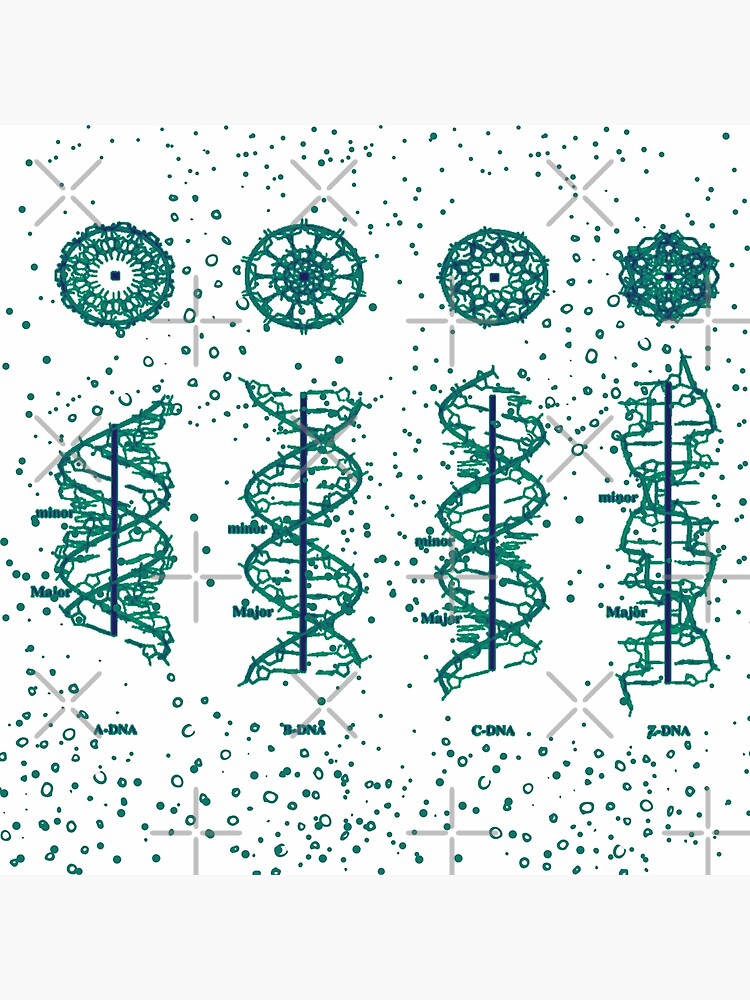 "Types Of DNA:A-DNA, B-DNA, C-DNA, Z-DNA" Poster By ScienceStores ...