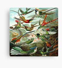 Birds-1 Canvas Print