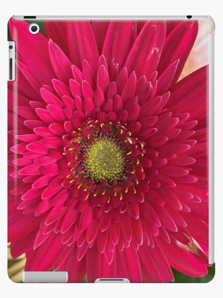 Funda y vinilo para iPad «Margarita de gerbera roja» de AJK037 | Redbubble